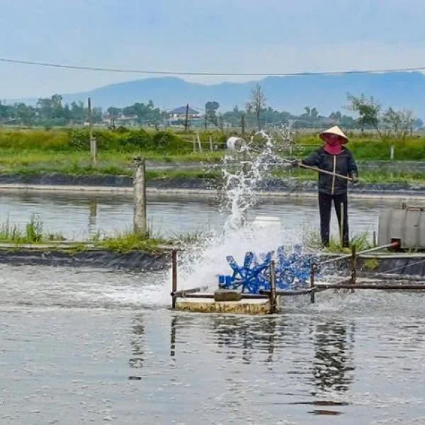 Xử Lý Khí Độc Trong Ao Tôm: Cách Ứng Phó Khi Thời Tiết Thay Đổi