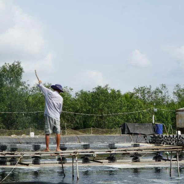 Ổn Định Màu Nước Ao Nuôi Tôm Cá: Tại Sao Vi Sinh Là Giải Pháp Hàng Đầu?