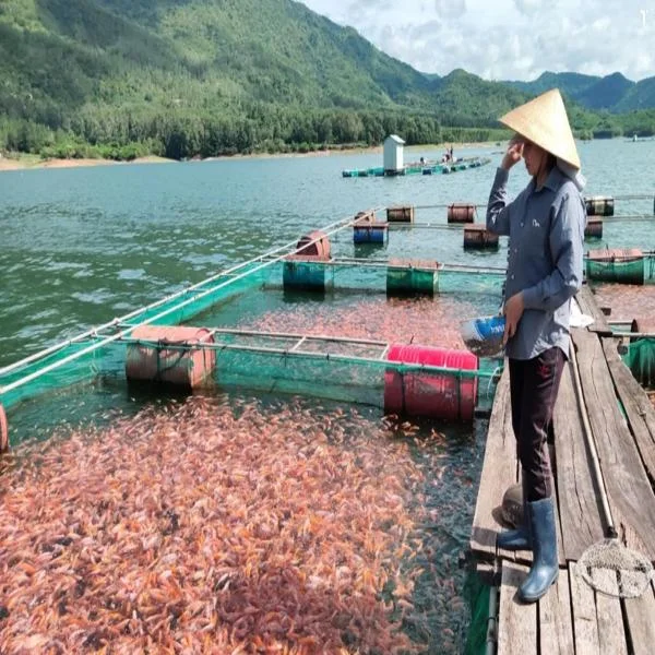 Khám Phá Mô Hình Nuôi Cá Lồng Bè Trên Lòng Hồ Thủy Điện Bản Chát: Từ Tiềm Năng Tới Thành Công Tỷ Đô