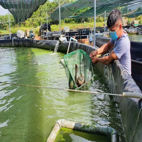 Theo Dõi Chất Lượng Nước: Yếu Tố Quyết Định Thành Công Trong Nuôi Trồng Thủy Sản Tây Ninh