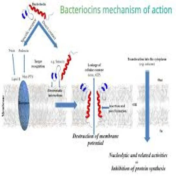 Sức Mạnh Bacteriocin: Tương Lai Bền Vững Cho Ngành Nuôi Thủy Sản