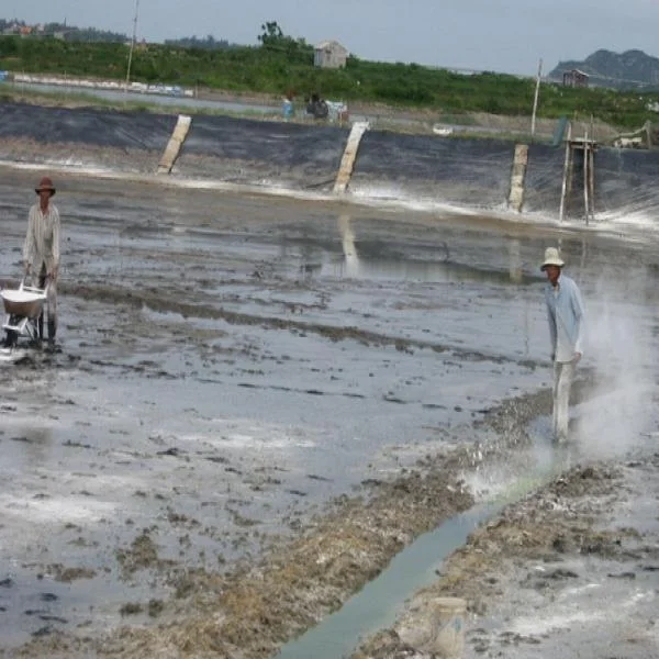 Cải Tạo Đất Nuôi Tôm: Giải Pháp Cho Năng Suất Cao và Chất Lượng Tốt