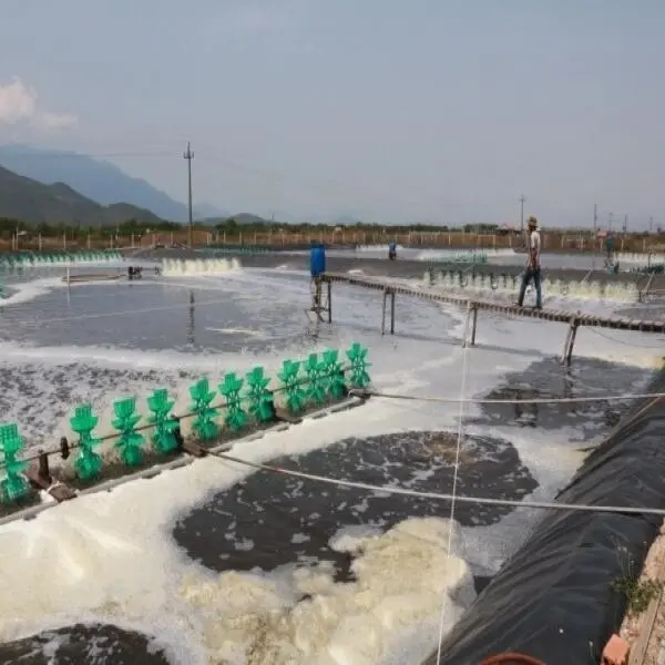 Bọt Trong Ao Nuôi: Nguyên Nhân, Hậu Quả và Giải Pháp Kiểm Soát