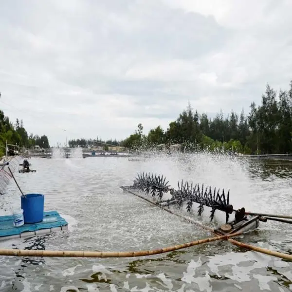 Cải Thiện Môi Trường Ao Nuôi Bằng Chế Phẩm Sinh Học – Tôm Phát Triển Tốt, Ít Dịch Bệnh