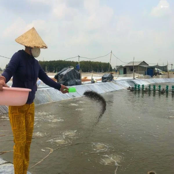 Tại Sao Không Nên Cho Tôm Ăn Khi Trời Mưa Bão?