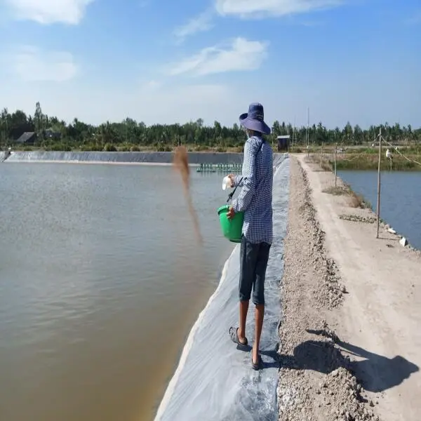 Giảm Thức Ăn Cho Tôm Đúng Cách – Giải Pháp Giảm Lãng Phí Và Ngừa Bệnh Tật