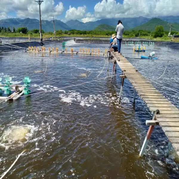 Có Nên Sử Dụng Giá Thể Vi Sinh Trong Ao Nuôi Tôm? Lợi Ích Và Hiệu Quả