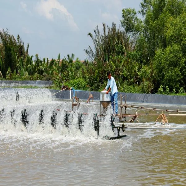 Bí Quyết Xử Lý Nước Ao Nuôi Tôm: Biện Pháp Bảo Bảo Bảo Môi Trường Sạch