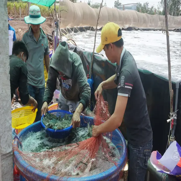 Tăng Sản Lượng Tôm Thẻ Chân Trắng Với Men Vi Sinh