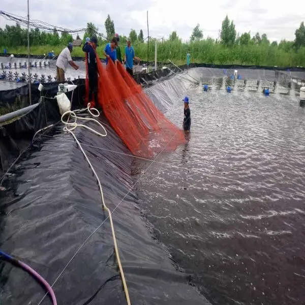 Phát Triển Nuôi Tôm Bền Vững Với Bạt Lót HDPE: Giải Pháp Hiện Đại Cho Ngành Thủy Sản