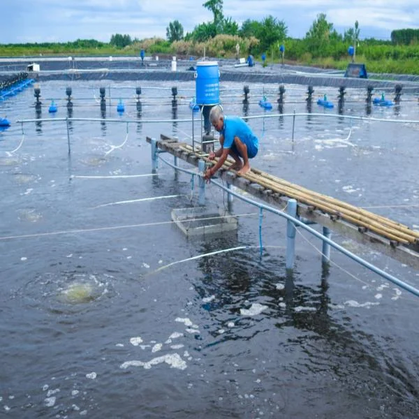 Giải Pháp Nâng Cao Chất Lượng Nước Ao Nuôi Tôm: Rút Nước Tầng Mặt Để Đảm Bảo Sự Phát Triển Bền Vững