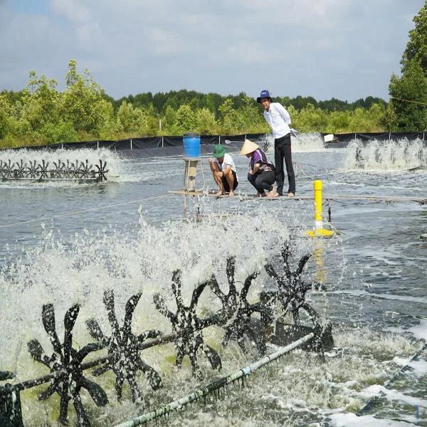 Giải Pháp Kiểm Soát Chi Phí Trong Nuôi Tôm Thẻ Công Nghệ Cao: Hướng Đến Hiệu Quả Kinh Tế Bền Vững