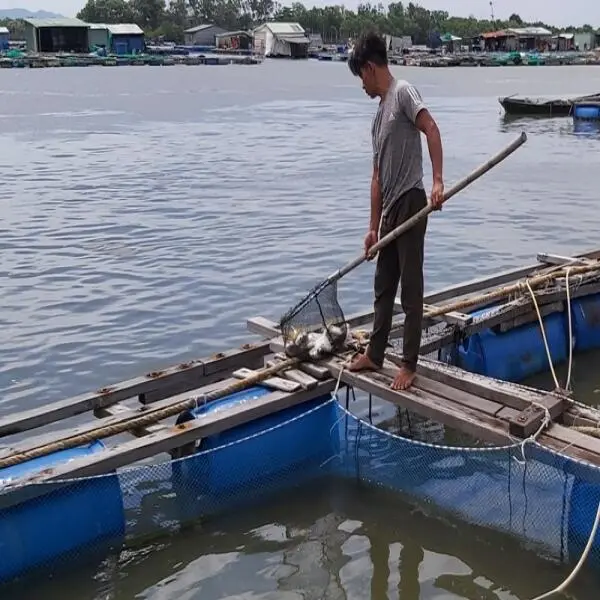 Tác hại của thời tiết lạnh đối với cá nuôi: Cách giảm thiểu rủi ro