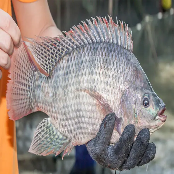 Cá Rô Phi Biến Động: Ảnh Hưởng Đến Thị Trường Cá Tra Việt Nam Và Những Giải Pháp Ứng Phó