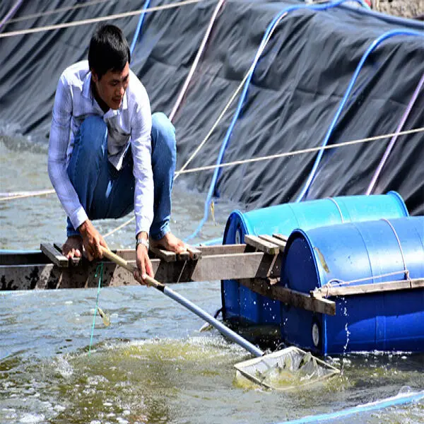 Gan Tụy: Trung Tâm Tiêu Hóa Và Bảo Vệ Sức Khỏe Tôm