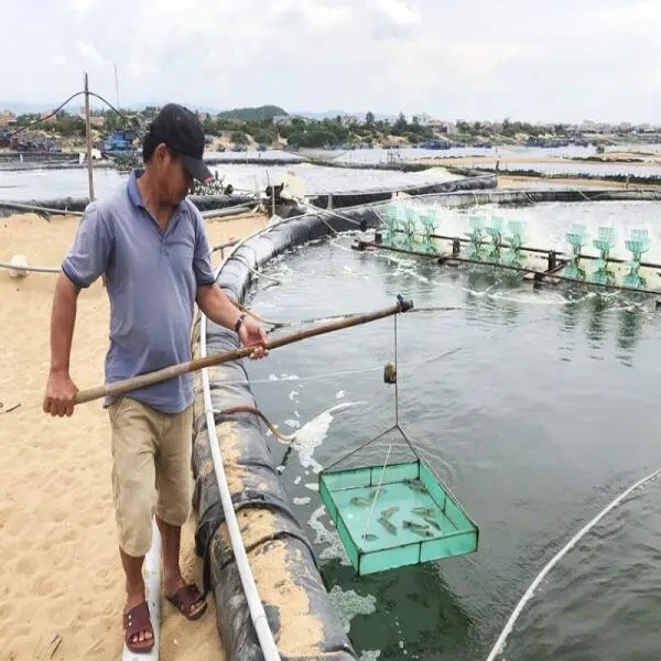 Biện Pháp Phòng Ngừa Bệnh Tôm Trong Thời Tiết Bất Lợi