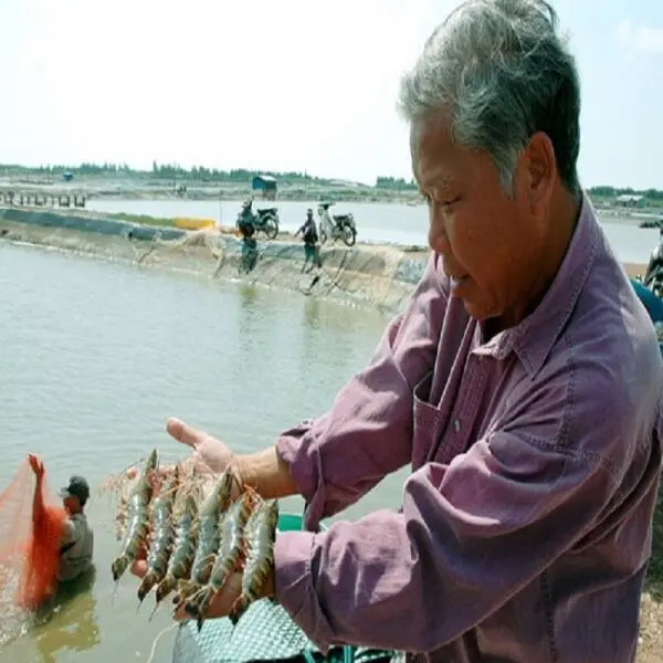 Kiểm Soát Phèn và H₂S: Bí Quyết Thành Công trong Nuôi Tôm Sú ở Cà Mau