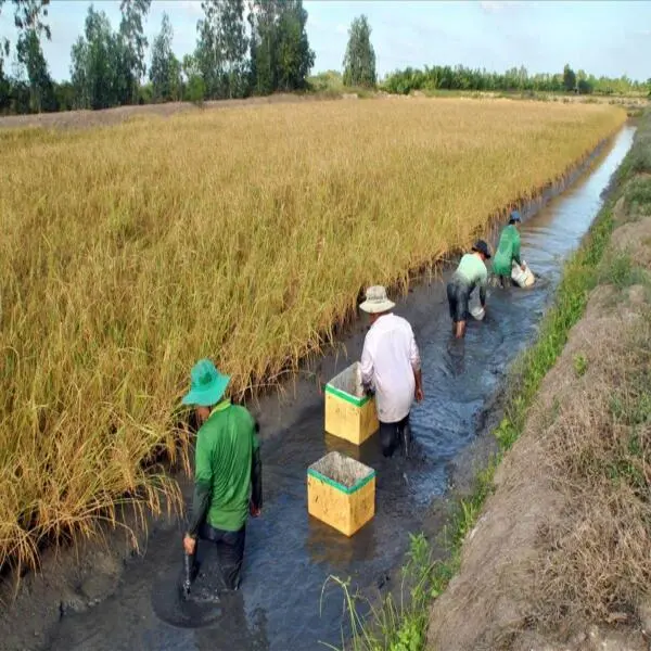 Mô Hình Canh Tác Tôm Lúa: Lợi Ích, Thách Thức và Tiềm Năng Phát Triển