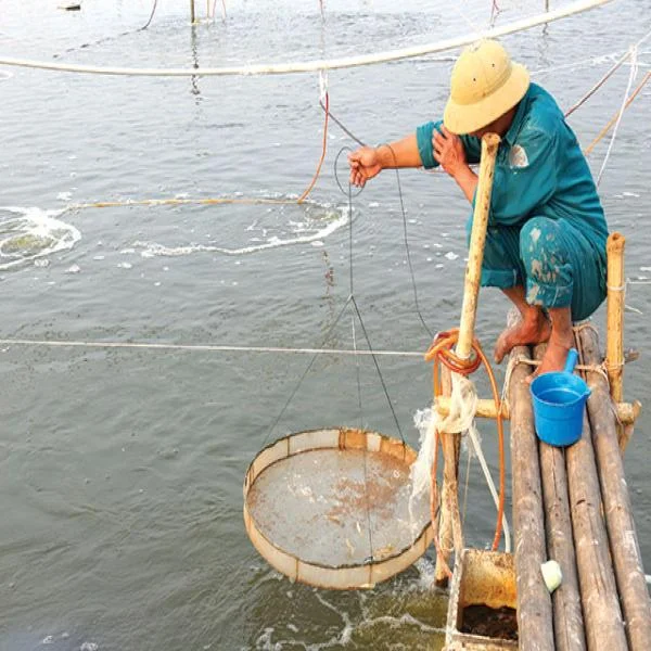 Vì Sao Tôm Mắc Bệnh Đường Ruột Đỏ? Nguyên Nhân, Triệu Chứng và Giải Pháp Điều Trị