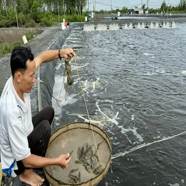 Nuôi Tôm Thâm Canh Đối Mặt Với Lượng Phát Thải CO2 Lớn