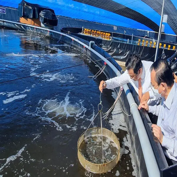 Cà Mau: Thành công với mô hình nuôi tôm không xả thải