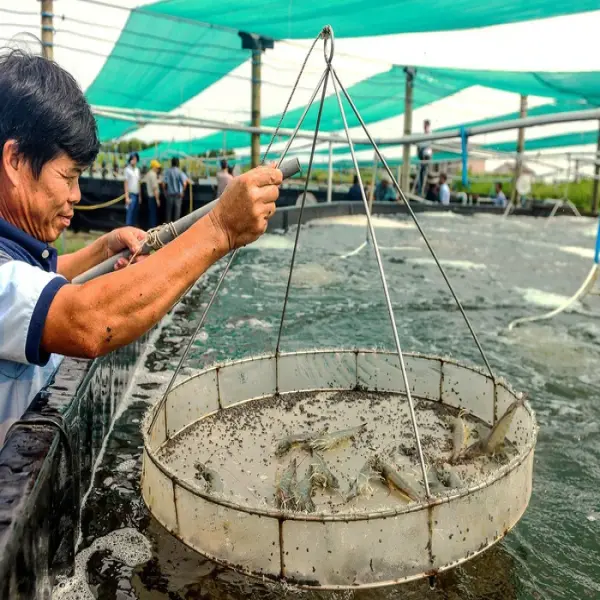 Lựa Chọn Thời Gian Thay Nước Đúng Cách Để Nuôi Tôm Hiệu Quả