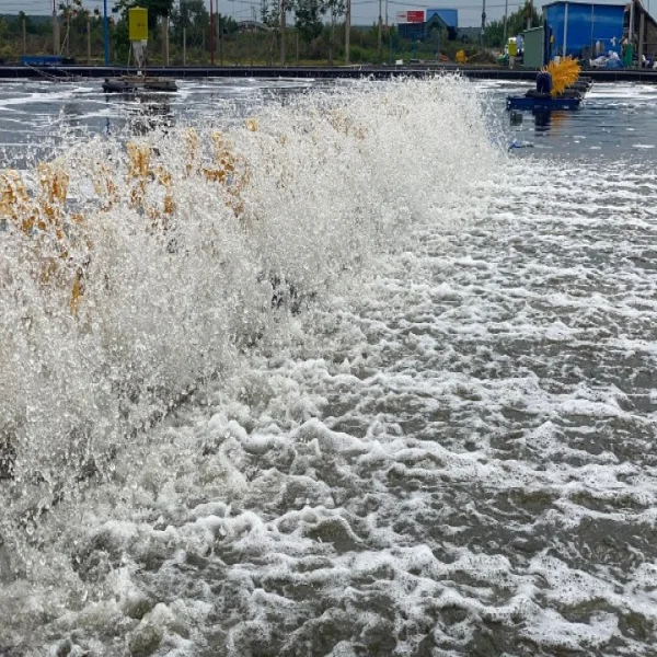 Mô hình nuôi tôm ít thay nước – Giải pháp bền vững cho ngành thủy sản