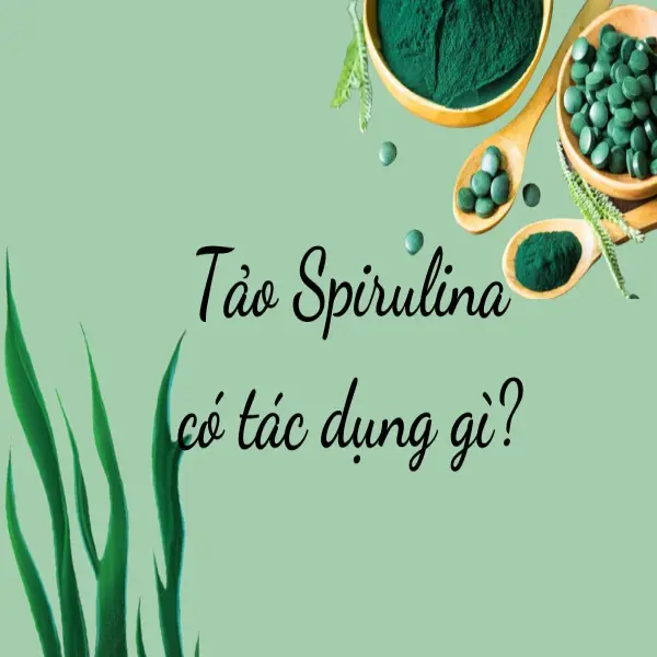 Spirulina – Siêu Thực Phẩm Cho Tôm Nuôi: Tăng Cường Miễn Dịch Và Phát Triển