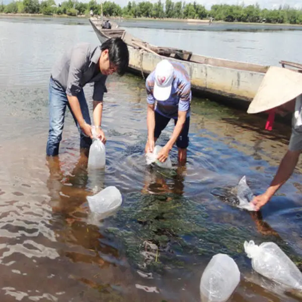 Xử lý khi thả tôm giống gặp trời mưa: Biện pháp hiệu quả bảo vệ đàn tôm