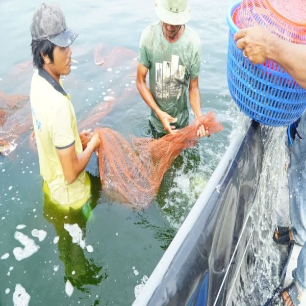 Phát Triển Nuôi Tôm Tại ĐBSCL: Thách Thức Và Cơ Hội Bền Vững