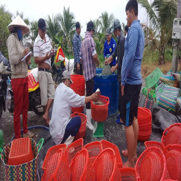 Giá Tôm Tăng Cao: Cơ Hội Hay Thử Thách Với Doanh Nghiệp Chế Biến?