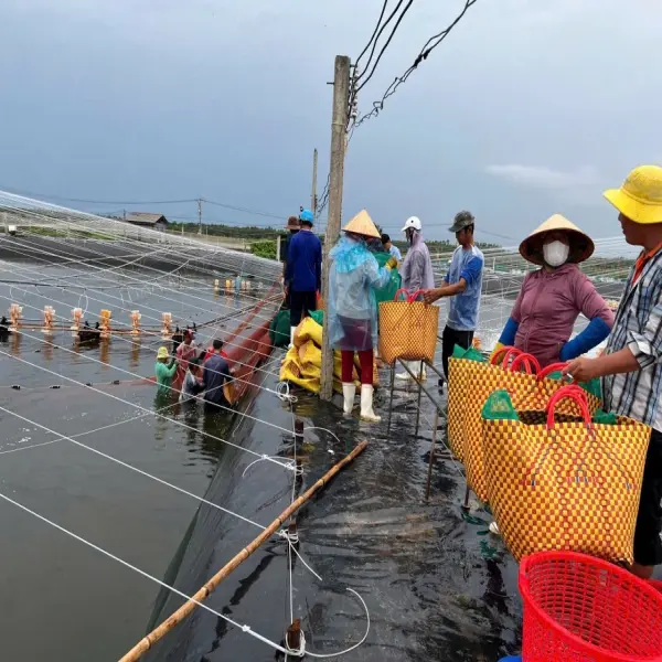 Tôm Giá Cao: Niềm Vui Lớn Của Người Nuôi Sau Mùa Khó Khăn