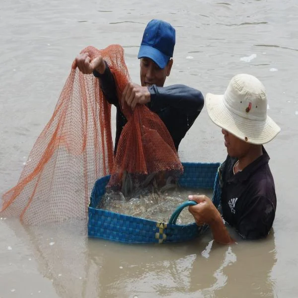 Chiến Lược Thu hoạch Tôm: Mẹo Để Tối Đa Hóa Lợi Nhuận