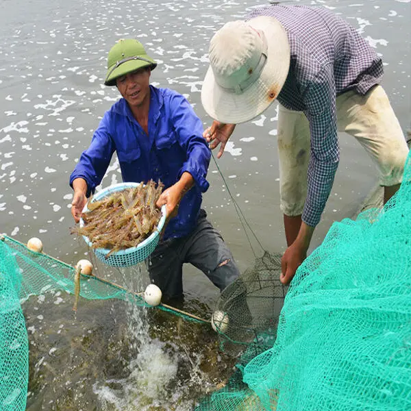 Bước Phá Trong Ngành Nuôi Tôm Nước Lợ: Tăng Trưởng Năm 2025