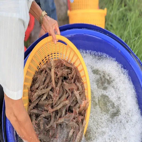 Phát Triển Bền Vững Ngành Tôm Việt Nam: Giải Pháp Nào Cho Tương Lai?