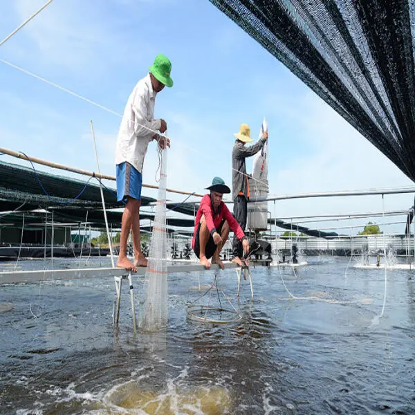 Bến Tre Đầu Tư Hạ Tầng Nuôi Thủy Sản: Hướng Tới Phát Triển Bền Vững