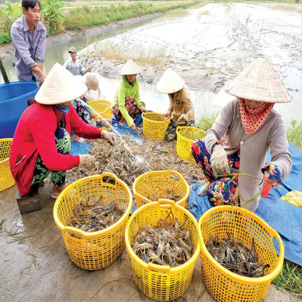 Từ Đất Nhiễm Mặn Đến Vụ Mùa Bội Thu: Câu Chuyện Về Tôm - Lúa