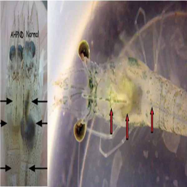 Hội Chứng AHPND: Những Điều Bạn Cần Biết Để Bảo Vệ Đàn Tôm Của Mình