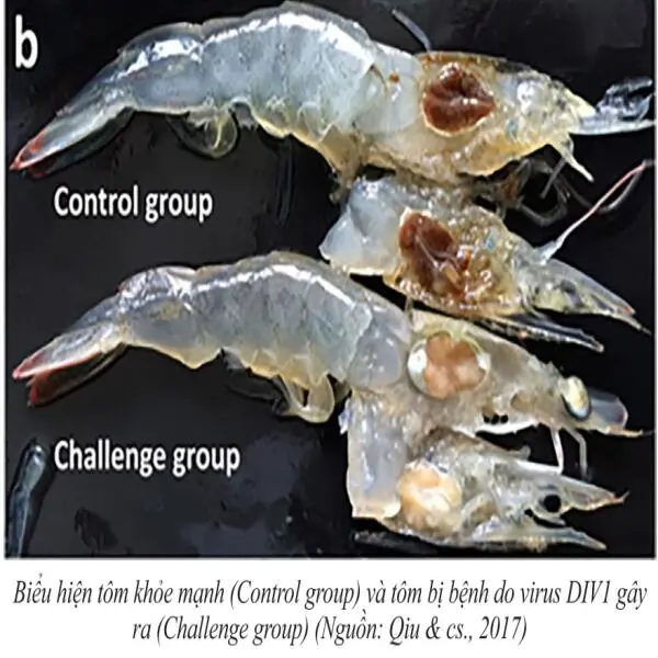 Giám Sát Dịch Bệnh DIV1 Trên Tôm: Giải Pháp Hiệu Quả Để Bảo Vệ Ngành Nuôi Tôm