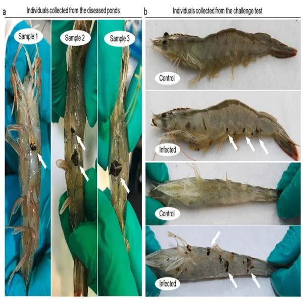 Nhận Diện Dấu Hiệu Tôm Bị Nhiễm Khuẩn và Pháp Xử Lý Hiệu Quả