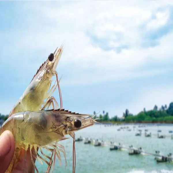 Bảo Vệ Môi Trường Và Tăng Trưởng Ngành Nuôi Tôm: Phương Pháp Tối Ưu