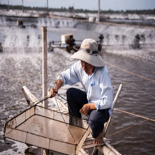 Khám Phá 5 Mô Hình Nuôi Tôm Công Nghệ Cao Hiện Đại Nhất Hiện Nay