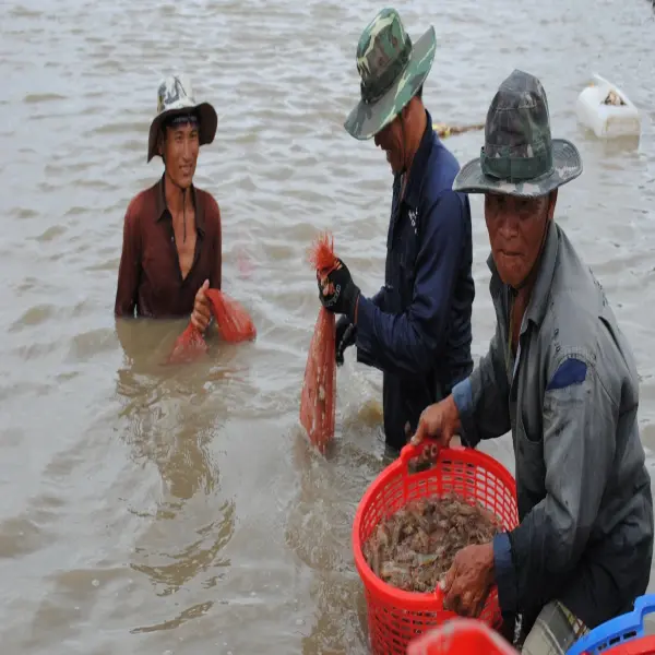 Ngành Tôm Nước Lợ: Ba Tỉnh Xuất Khẩu Mạnh Nhất Việt Nam