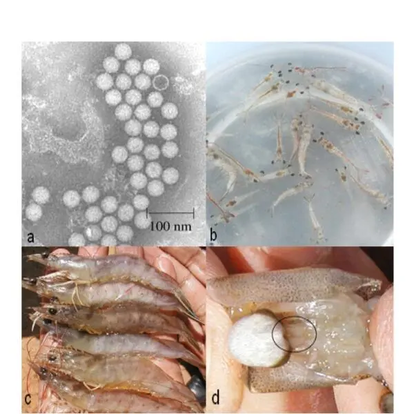 Hoại Tử Cơ Trên Tôm Thẻ: Tác Động, Phòng Ngừa Và Và Biện Pháp Kháng Virus