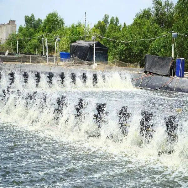 Chất mang sinh học từ bọt biển: Giải pháp bền vững cho nuôi tôm thâm canh