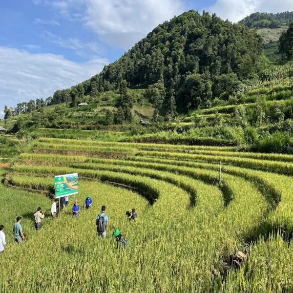 Lúa Tẻ Râu Lai Châu: Hành Trình Nông Nghiệp Hữu Cơ Bền Vững