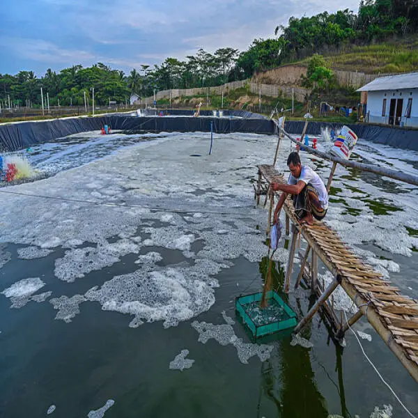 Tầm Quan Trọng Của Độ Cứng Nước Trong Nuôi Tôm