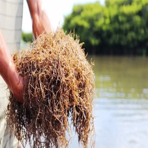 Mô Hình Nuôi Tôm Sú Quảng Canh 2 Giai Đoạn Kết Hợp Rong Câu: Giải Pháp Bền Vững Cho Đầm Dơi, Cà Mau