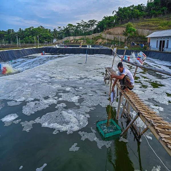 Tối ưu hóa giống và thức ăn trong nuôi tôm để nâng cao năng suất