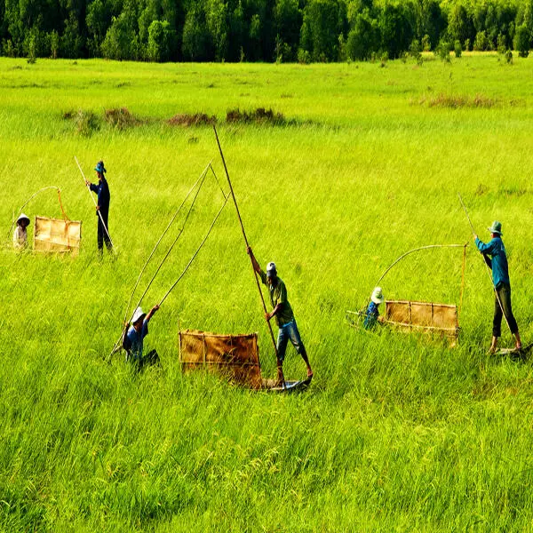 Chuyển Đổi Nghề Nuôi Tôm Thẻ Chân Trắng Ở Đồng Tháp Mười: Tiềm Năng và Thách Thức